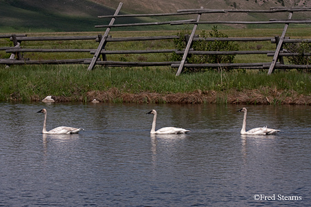 Elk NR Trumpeter Swan